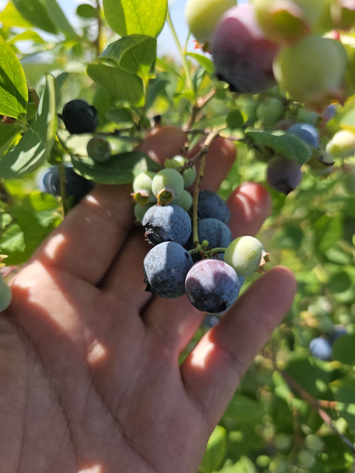 Close-up of ripe organic blueberries on the bush
