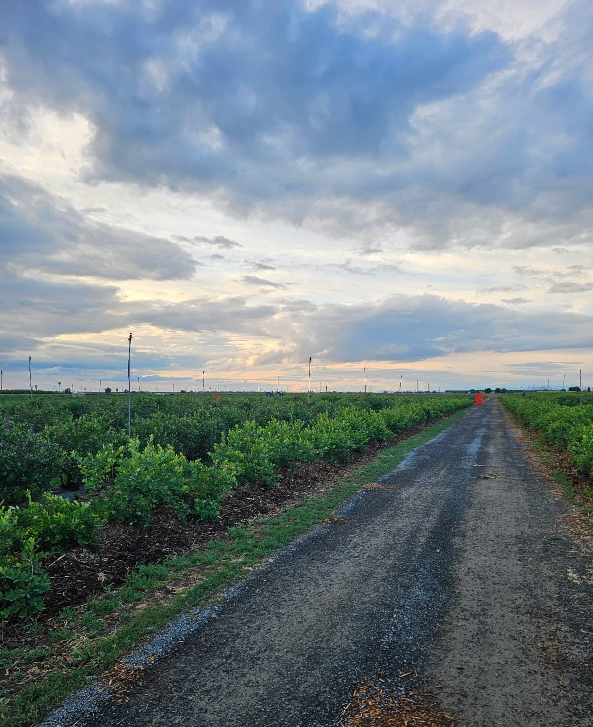 Rows of blueberry bushes at the EZM farm in Porterville, California